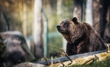 Roumanie sanctions nourrir ours