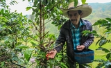 café pérou rutas del inca bio équitable
