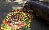 Hippopotame-Thailande-anniversaire
