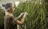 légalisation cannabis nouvelle zélande