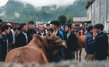 vietnam marché meo vac