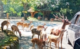 Taman Safari escapade Jakarta