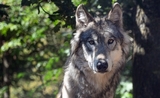 VIDEO meute loups nord Roumanie