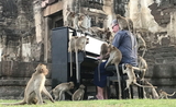 Un pianiste pour les singes en Thailande