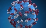 coronavirus vison fermes Jutland mutant virus vaccin confinement Jutland