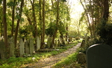 réchauffement climatique cimetière highgate 