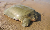 tortue géante de Cantor à carapace molle Mékong