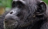 Le chimpanzé Mogli qui est mort au zoo de Sydney 