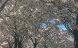 les cerisiers en fleurs de Langelinie à Copenhague où se déroule le Copenhagen Sakura Festival.