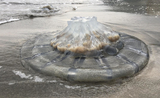 méduse géante échouée sur une plage de Hong Kong