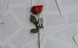 une rose et des pages de livre, symbole de la sant jordi