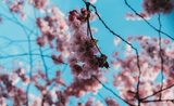 floraison des cerisiers japonais à Stockholm