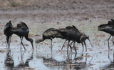 des ibis falcinelles au cambodge 