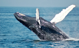 Une baleine sort de l'eau