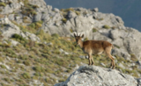 Une chèvre de montagne dans la Sierra de las Nieves