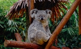 koala sur une branche