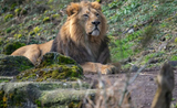 Zoo Zurich abrège souffrances lion Radja