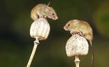 deux souris se tiennent sur des champignons 