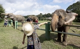 Une touriste avec un éléphant à Chiang mai 
