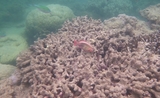 Grand récif de corail Australie