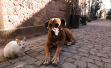un chien et un chat rue Turquie