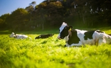 Vache dans un champs