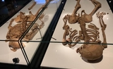 Les squelettes des deux vikings au Musée National du Danemark à Copenhague 
