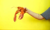 Une personne tient un homard à bout de bras 