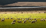élevage de moutons en Nouvelle-Zélande