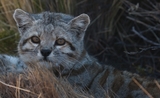 Le chat andin, une espèce en voie d’extinction 