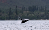 Une baleine à bosse fait un saut dans le baie de Prony au Sud de Nouméa en Nouvelle-Calédonie 