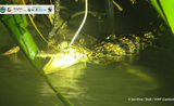 Bébés crocodiles du Siam découverts au Cambodge