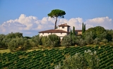 Vignobles dans la région de Toscane en Italie