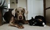 un chien et un chat jouent sur la moquette d'un appartement 