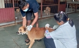 un chien en train d'être vacciné contre la rage