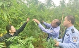 yunnan-chanvre-cannabis-chine
