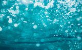 des animaux marins font des bulles sous l'eau 