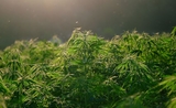 Un champ de cannabis