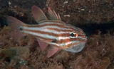 Busselton  - Cardinalfish