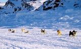 des chiens de traineau dans l'Arctique 