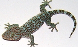 Tockay indonesie gecko