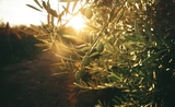 Une branche d'olivier au coucher de soleil