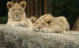 lion covid 19 zoo singapour