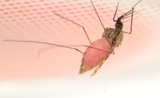 moustique piquer paludisme malaria jus rose betterave 