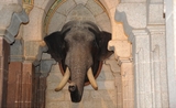 Trophée de chasse du grand palais de Mysore