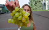 une jeune femme montre sa grappe de raisins avant le réveillon en Espagne