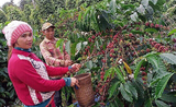 Producteurs de café Bunong 1
