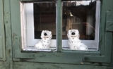 chiens à la fenêtre de face Copenhague