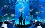 Aquarium divertissement enfants Jakarta