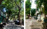 Les arbres des rues de Pondichéry